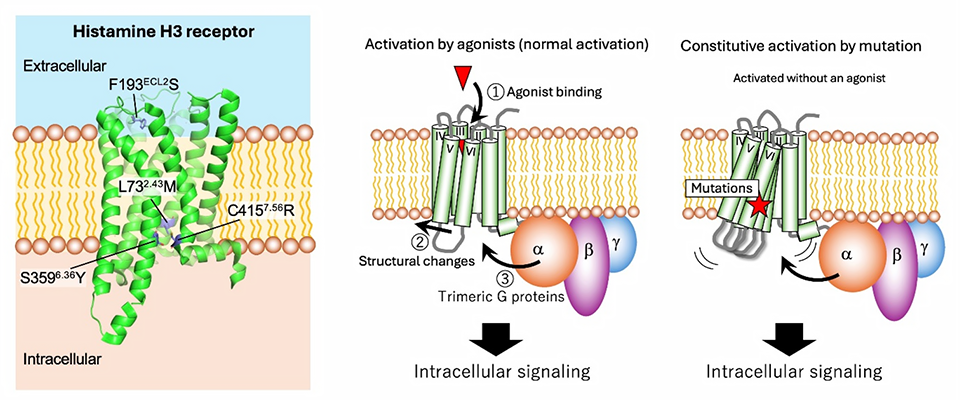 Exploring Mutations That Spontaneously Switch on a Key Brain Cell Receptor