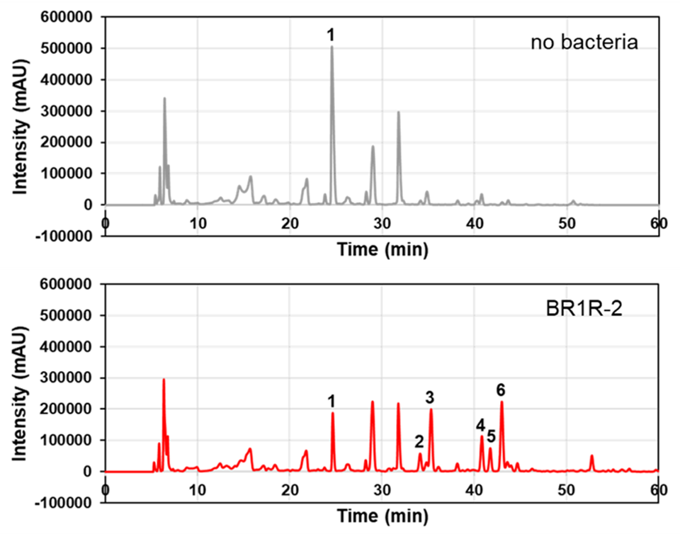 Effects of Endophytic Bacteria on Metabolic Profile of Plant Cell Cultures