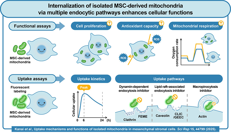 Internalization of isolated MSC-derived mitochondria via multiple endocytic pathways enhances cellular function