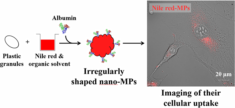 Nile red-loaded microplastics and their cellular uptake