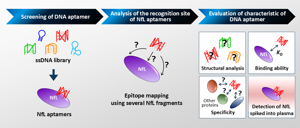 DNA aptamers that can transform Alzheimer's disease detection