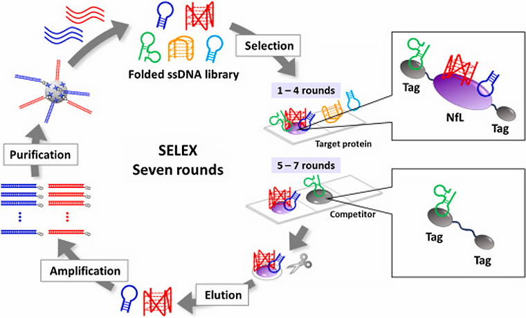 SELEX technology to generate NfL-specific DNA aptamers for easy Alzheimer's detection