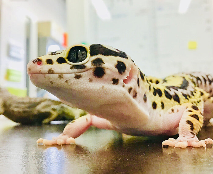 Transcriptome analysis of temperature-dependent sex determination in leopard geckos