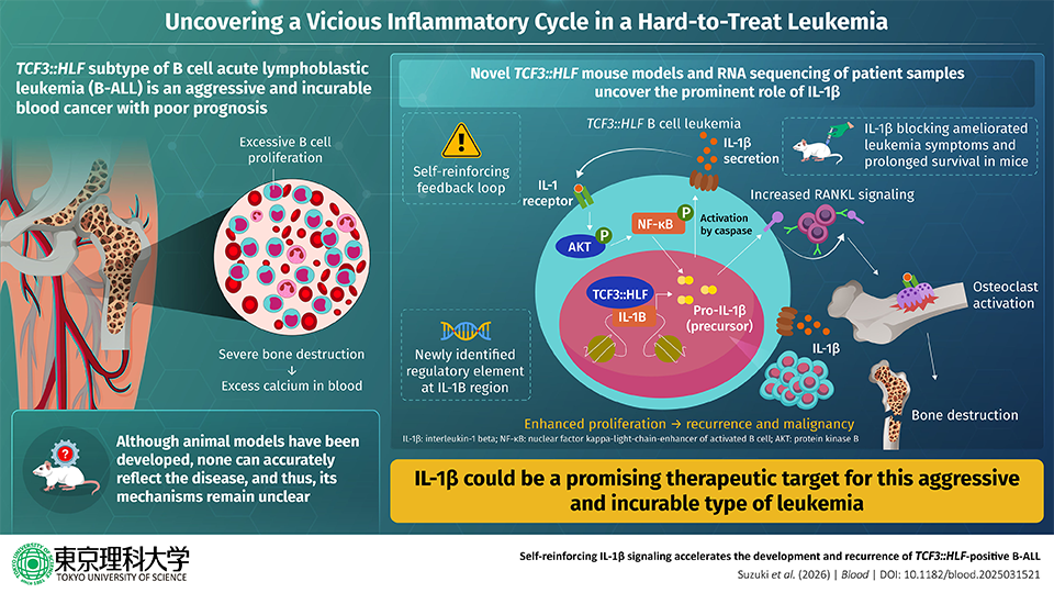 Uncovering a Vicious Inflammatory Cycle in a Hard-to-Treat Leukemia