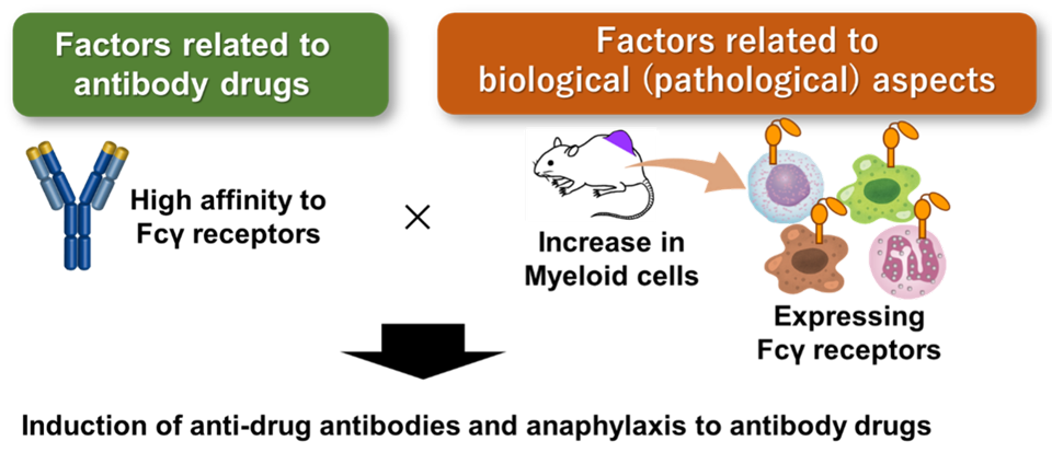 Antibody Drugs with Strong Immune Cell Binding Linked to Allergic Reactions