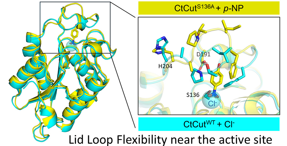 Structural analysis of the active-site region in a thermophilic fungal cutinase