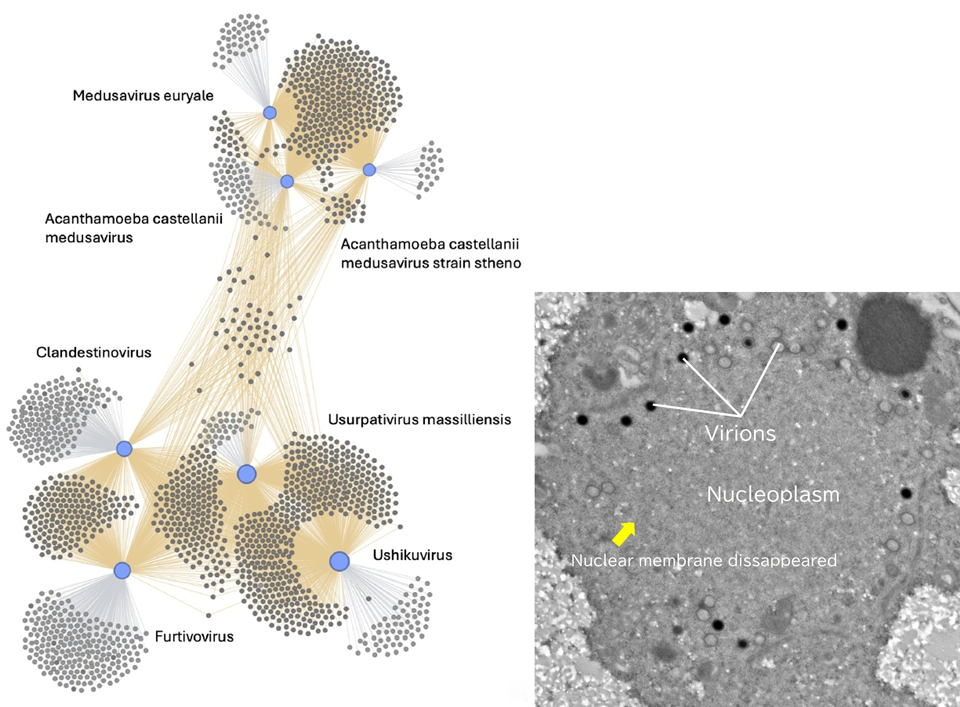 Gene-Sharing Network Reveals Evolutionary Links Among Giant Viruses