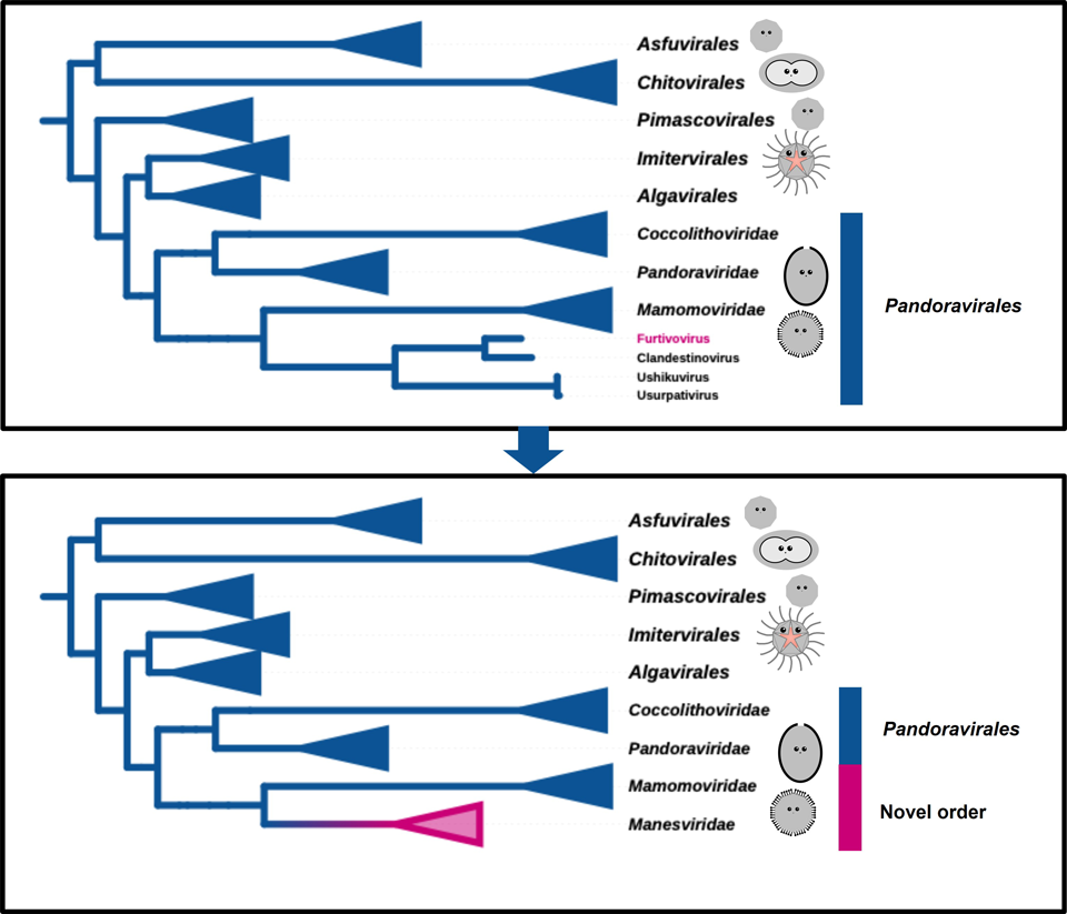 A New Branch on the Giant Virus Family Tree