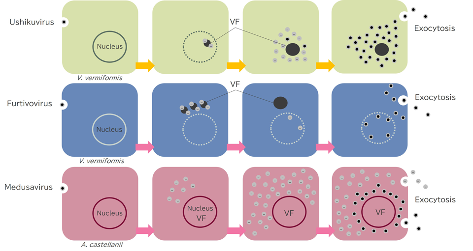 Replication Strategies of Giant Viruses Within Host Cells