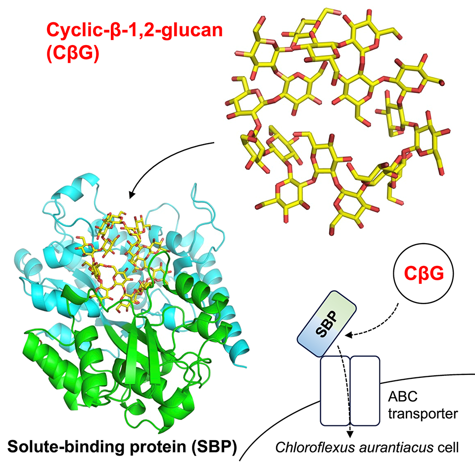 Illustration depicting the binding of cyclic β-1,2-glucan to Chy400_4166