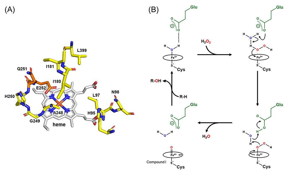 Molecular model and active sites of the engineered CYP107J1 variant