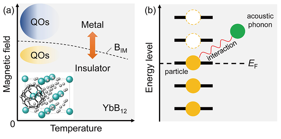 Electron-phonon interactions and quantum oscillations in YbB12