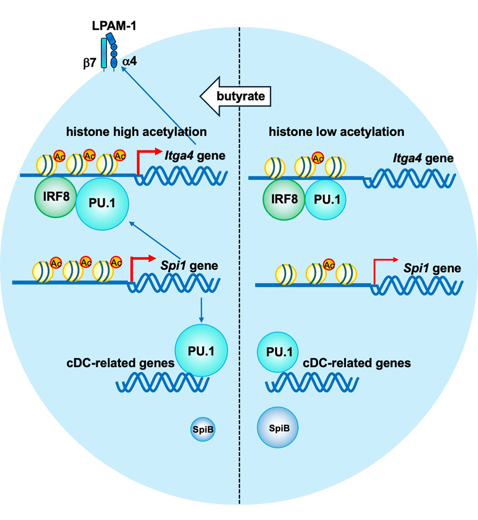Butyrate Enhances Dendritic Cell Development Through Epigenetic Regulation