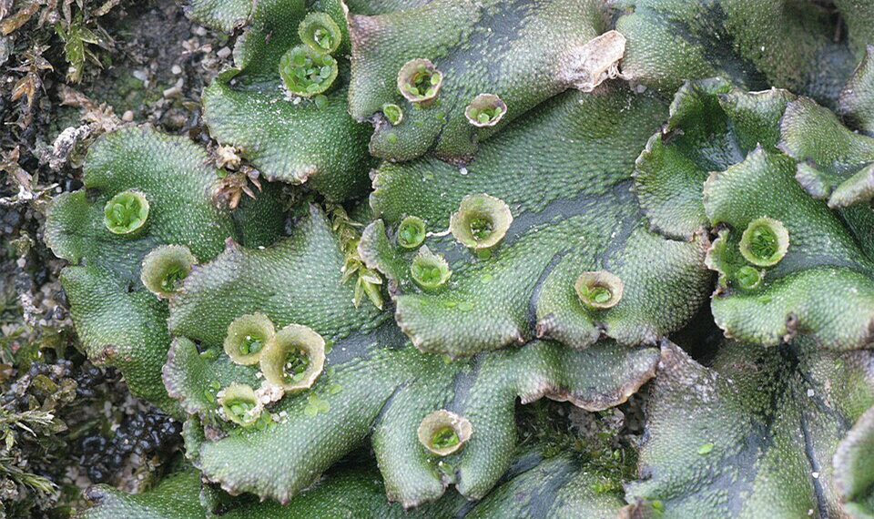 Reactive oxygen species: Essential in plant development and morphogenesis