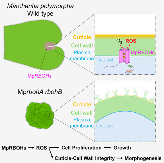 How RBOH-mediated ROS production aids the development and morphogenesis of Marchantia polymorpha