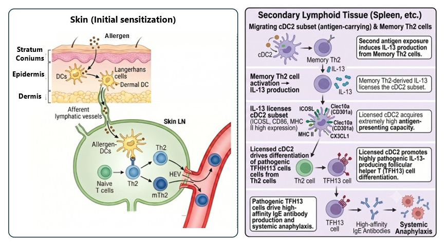 Uncovering the immune mechanism behind the atopic march
