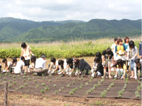 ラベンダー植樹