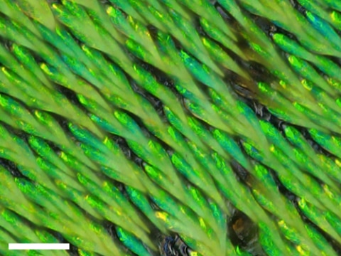 鞘翅の光学顕微鏡写真