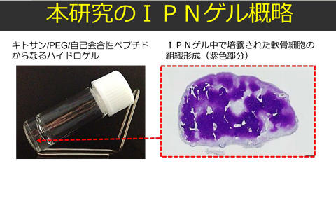 本学 理学部第一部応用化学科の大塚 英典教授、大澤 重仁助教らが開発した、軟骨細胞の足場材となる新たなハイドロゲルの簡便な合成手法について、日経産業新聞が紹介しました。