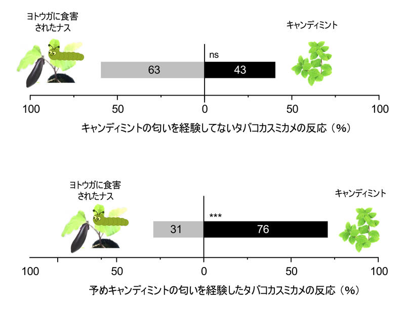 害虫の天敵を惹きつけるミント
〜コンパニオンプランツとして害虫防除に応用〜
