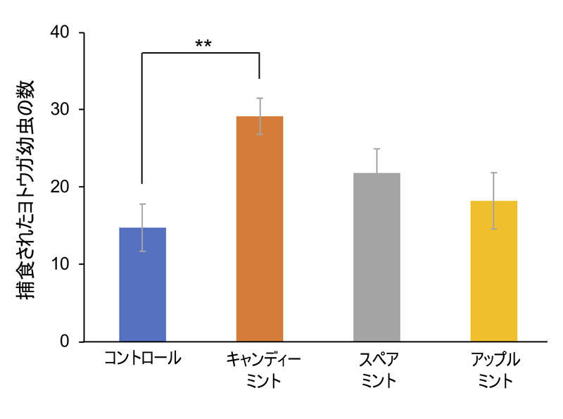 害虫の天敵を惹きつけるミント
〜コンパニオンプランツとして害虫防除に応用〜
