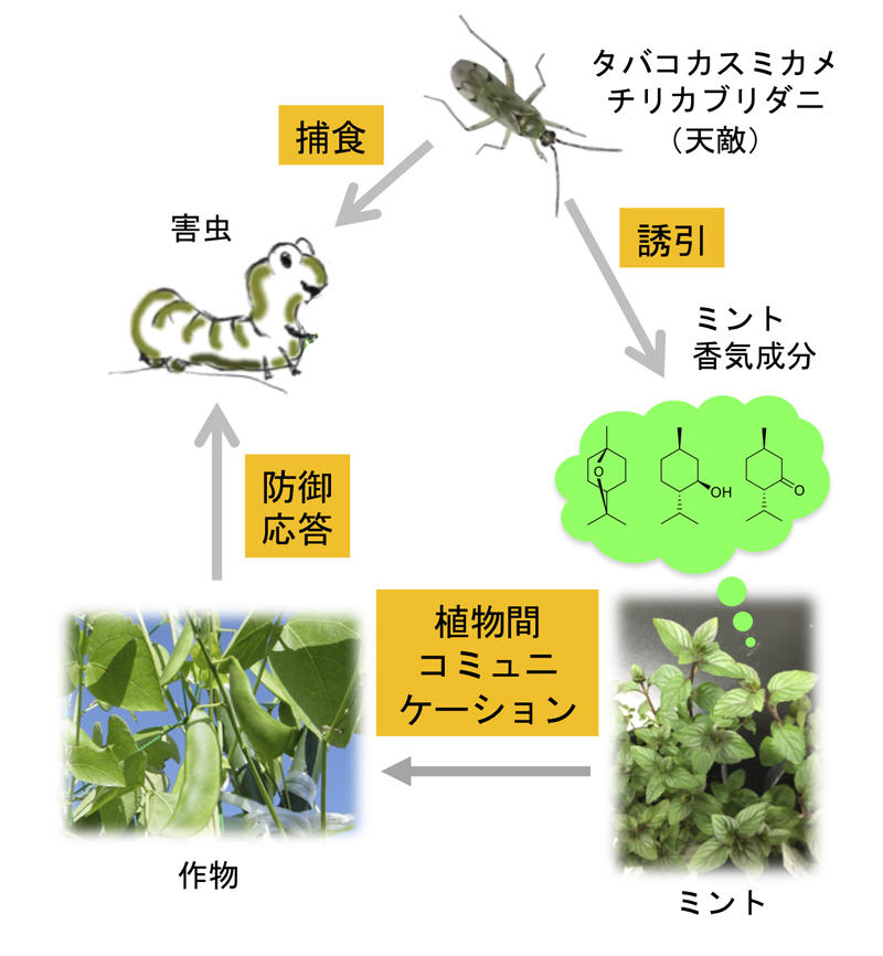 害虫の天敵を惹きつけるミント
〜コンパニオンプランツとして害虫防除に応用〜
