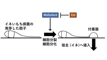 図