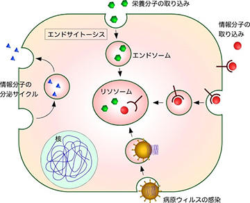 図1 細胞におけるエンドサイトーシスの役割