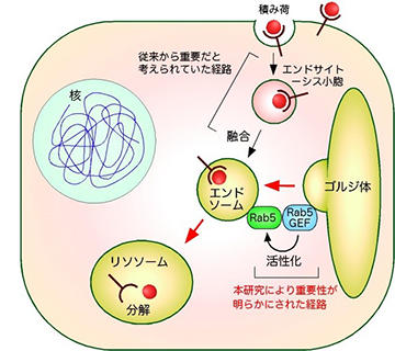 図2 ゴルジ体によるエンドソーム形成の制御