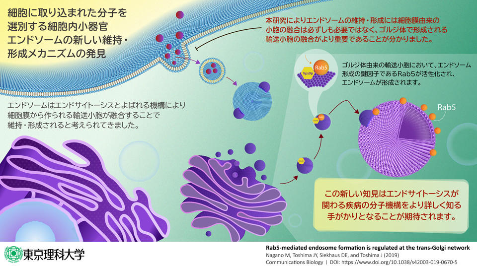 細胞に取り込まれた分子を選別する細胞内小器官エンドソームの 新しい形成メカニズムの発見～ゴルジ体によるエンドソーム形成の制御機構を解明～