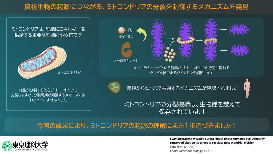 真核生物の起源につながる、細胞内小器官の分裂を制御するメカニズムを発見 ～「自分の中のよそもの」との同時増殖を可能にした制御機構とは?～