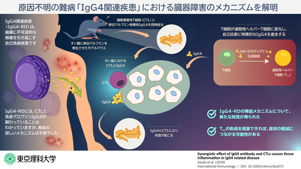 原因不明の難病「IgG4関連疾患」における臓器障害のメカニズムを解明 ～IgG4抗体と細胞傷害性T細胞の相乗効果で炎症が増悪～