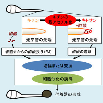 真菌と植物の攻防にみる細胞分化のメカニズム ～様々な機能・役割を持つ細胞の分化が超微量の酢酸で誘導される～