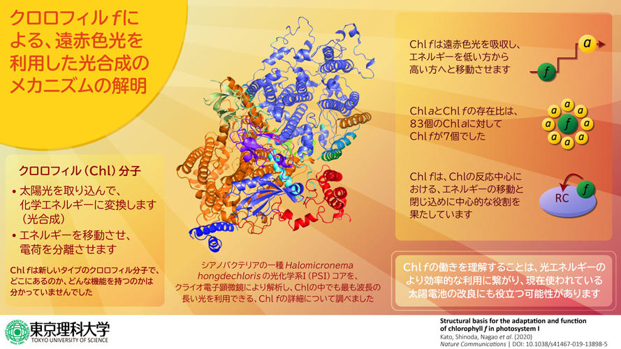 目に見える光がなくても大丈夫！？遠赤色光で光合成を行えるシアノバクテリアの秘密を解明 ～光化学系Iにおける、クロロフィルfの位置と機能の特定～