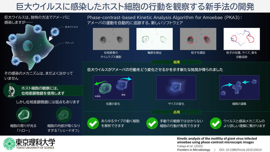 アメーバ細胞の動態を定量的に解析する画像解析プログラムを開発 ～位相差顕微鏡で観察可能なさまざまな細胞や、多分野への応用に期待～