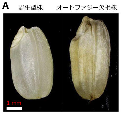 「米の品質制御(イネ種子の発達･登熟)における細胞内自食作用(オートファジー)の役割を発見」～悪環境下における穀物の品質･収量向上技術の開発に向けた一歩～