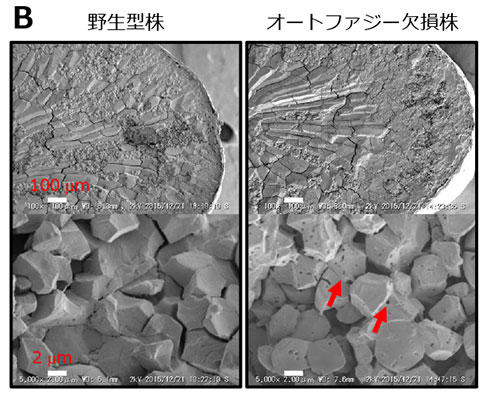 「米の品質制御(イネ種子の発達・登熟)における細胞内自食作用(オートファジー)の役割を発見」～悪環境下における穀物の品質・収量向上技術の開発に向けた一歩～