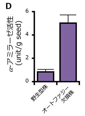 「米の品質制御(イネ種子の発達･登熟)における細胞内自食作用(オートファジー)の役割を発見」～悪環境下における穀物の品質･収量向上技術の開発に向けた一歩～