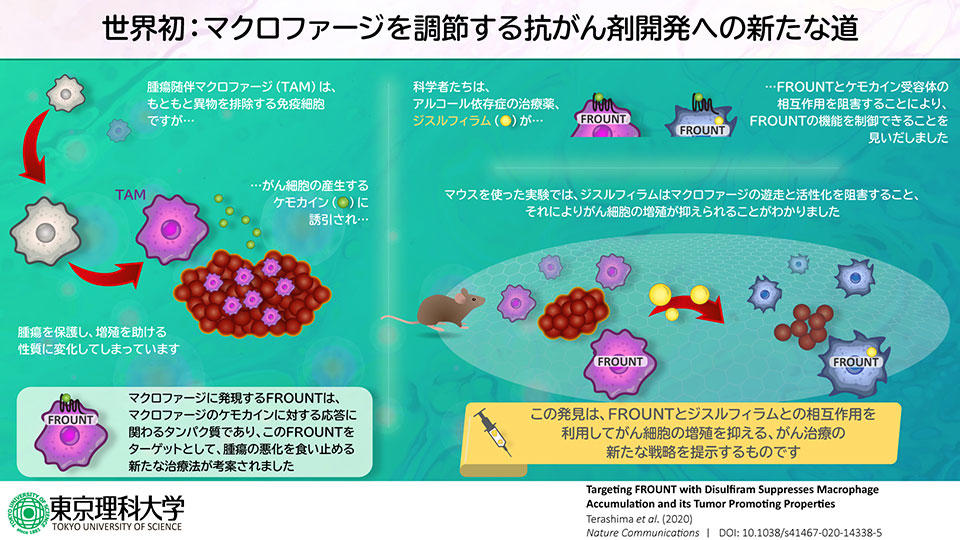 アルコール依存症治療薬「ジスルフィラム」が新しい標的タンパク(FROUNT:フロント)を阻害してがんを抑制することを発見～世界初：マクロファージを調節する抗がん剤開発への新たな道～