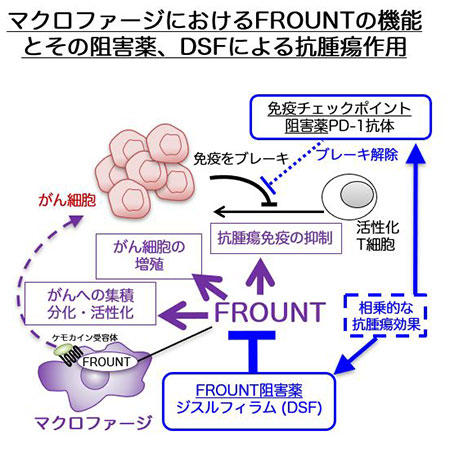 アルコール依存症治療薬「ジスルフィラム」が新しい標的タンパク(FROUNT:フロント)を阻害してがんを抑制することを発見～世界初：マクロファージを調節する抗がん剤開発への新たな道～