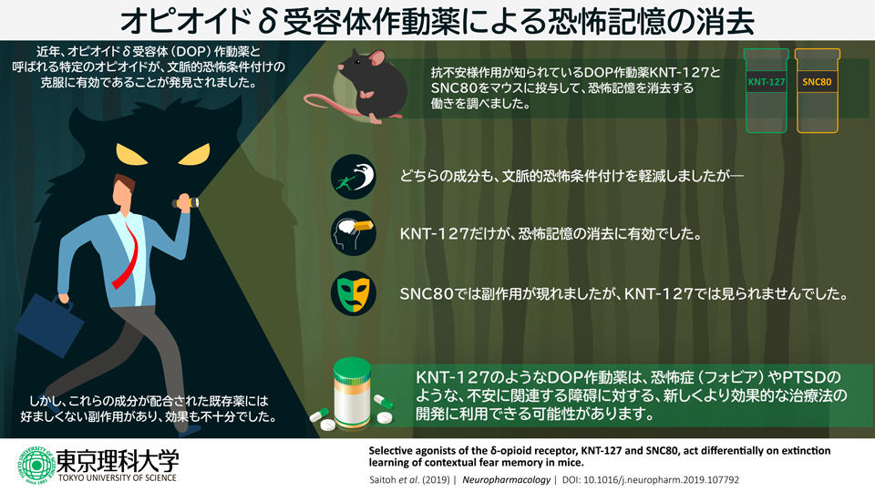 オピオイドδ受容体作動薬は不安や恐怖の記憶を適切に消去する働きを持つ ～新たな作用機序を持つ向精神薬開発に期待～