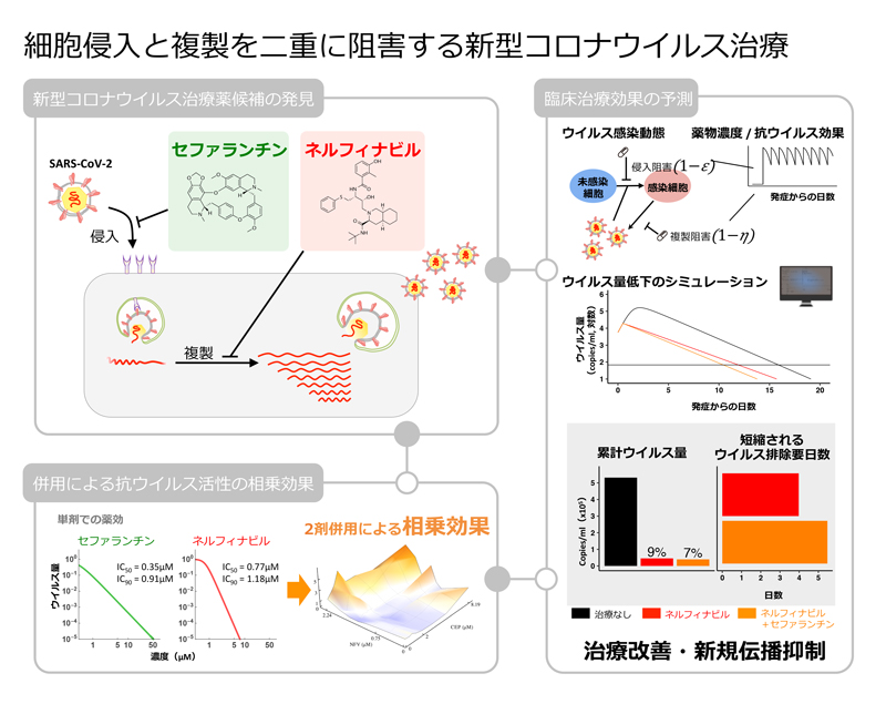 新型コロナウイルス治療薬候補となる既承認薬の発見 ～ネルフィナビルとセファランチン薬剤併用による新型コロナウイルス排除効果～