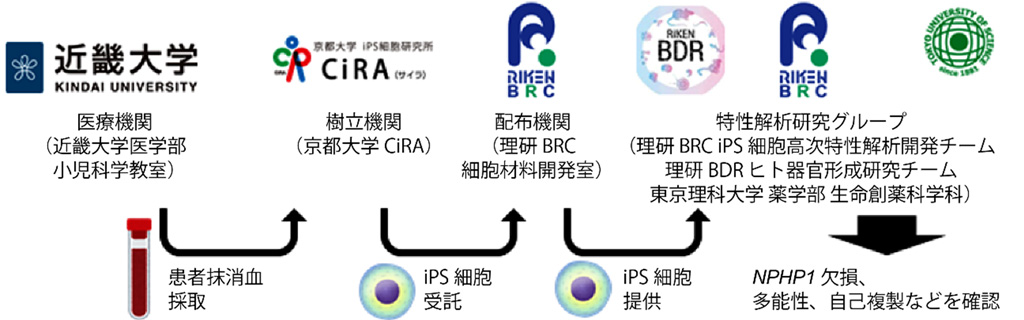 遺伝性腎臓病のヒトiPS細胞を樹立－難病「若年性ネフロン癆」の発症機序解明と治療法開発に期待－