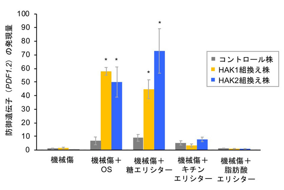 植物の食害認識システムを解明！ ～食う－食われるの特異的関係における分子機構～