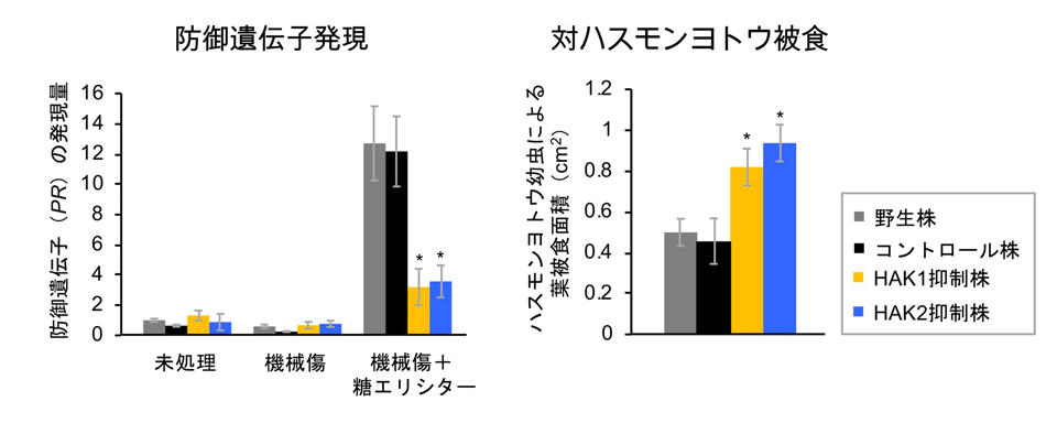 植物の食害認識システムを解明！ ～食う－食われるの特異的関係における分子機構～