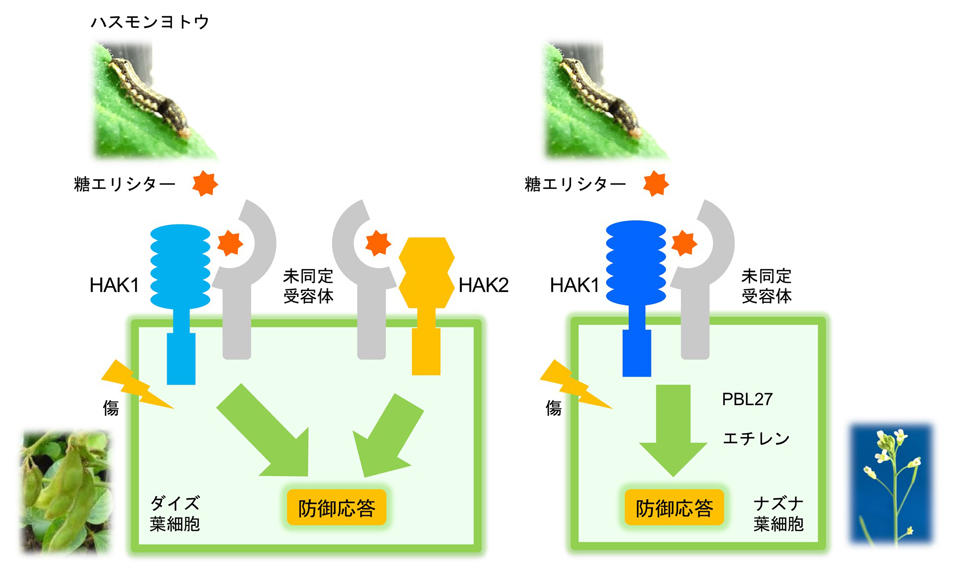 植物の食害認識システムを解明！ ～食う－食われるの特異的関係における分子機構～