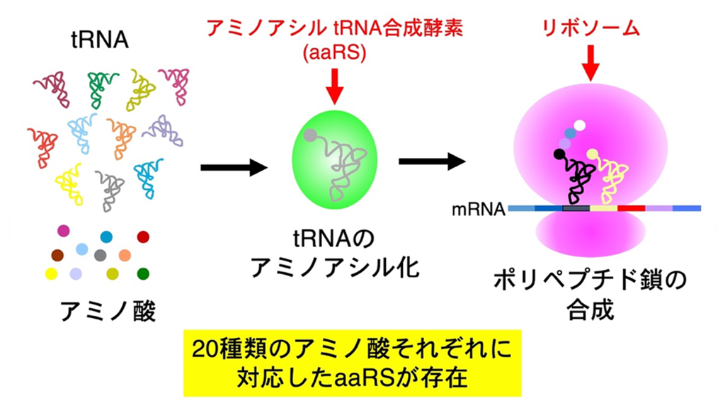 古細菌ナノアーキアが示す遺伝暗号の進化の道筋 ～アラニルtRNA合成酵素の認識部位の変遷が鍵～