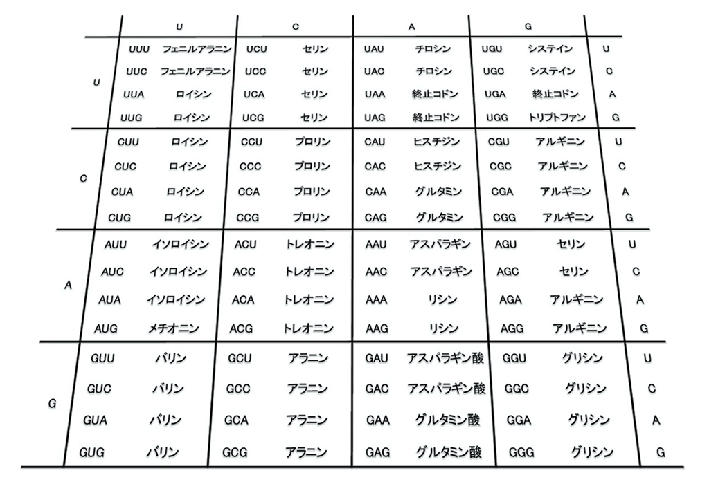 古細菌ナノアーキアが示す遺伝暗号の進化の道筋 ～アラニルtRNA合成酵素の認識部位の変遷が鍵～