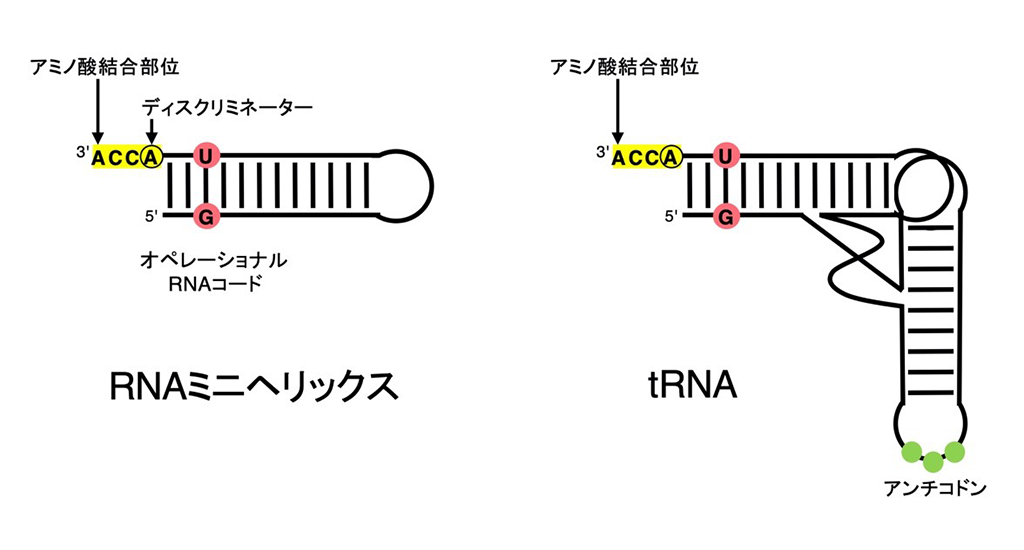 古細菌ナノアーキアが示す遺伝暗号の進化の道筋 ～アラニルtRNA合成酵素の認識部位の変遷が鍵～