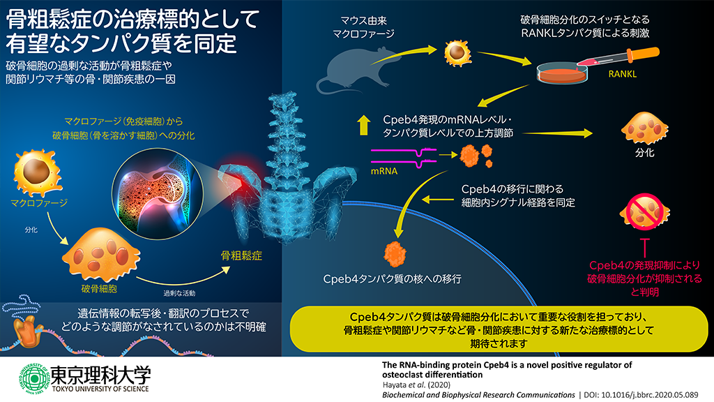 図_破骨細胞への分化を促進するRNA結合タンパク質を同定～骨や関節の疾患における病態解明や治療薬開発につながる可能性～